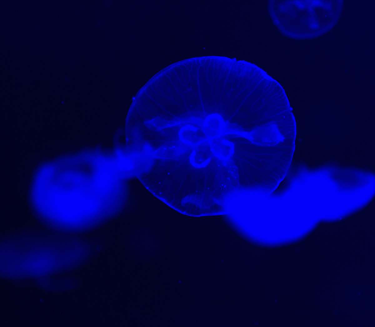 jellyfish blue smoke on black surface animal