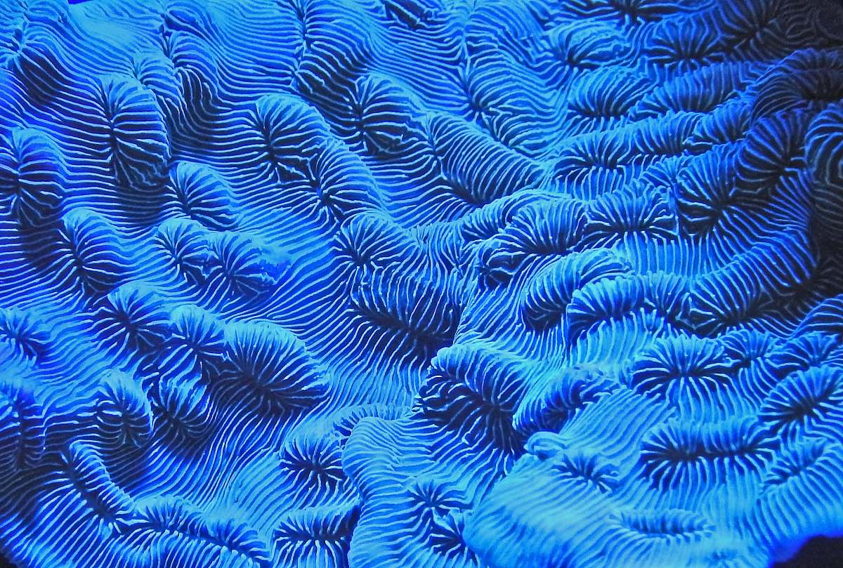 nature blue textile pattern