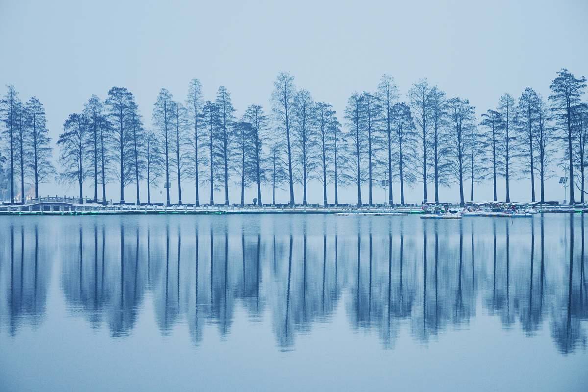 plant body of water near trees tree