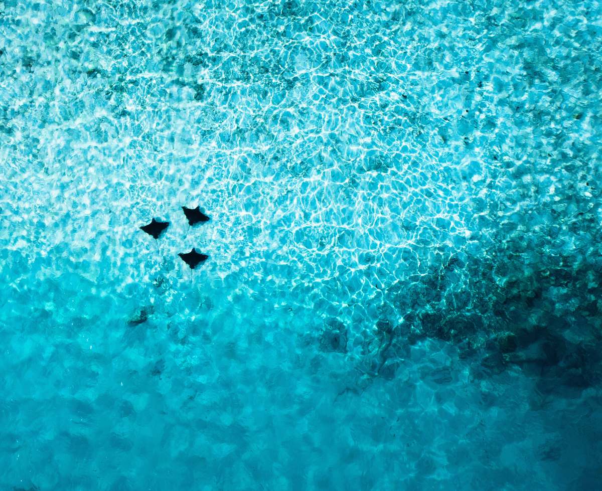 sea body of water water