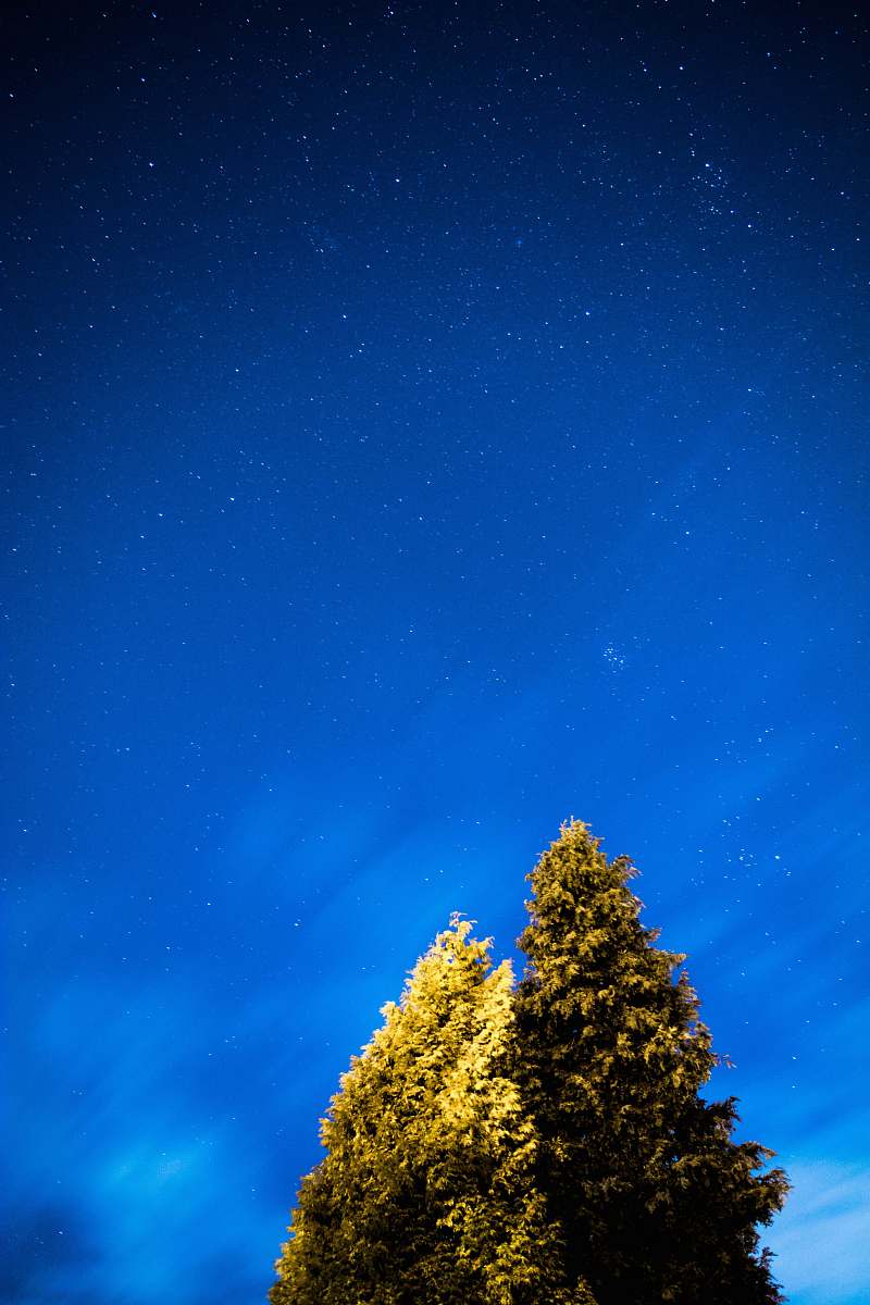 night brown leafed trees during nighttime tree