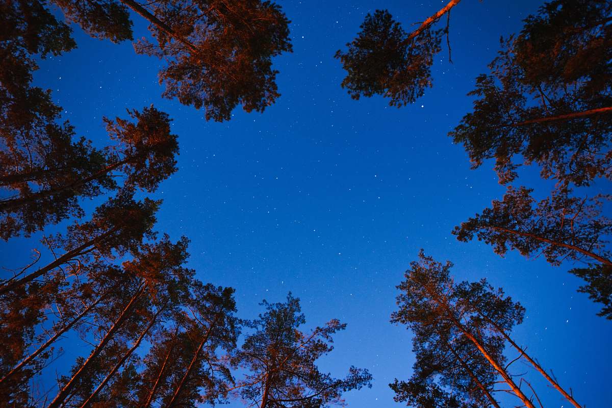 tree brown trees under blue sky during daytime conifer
