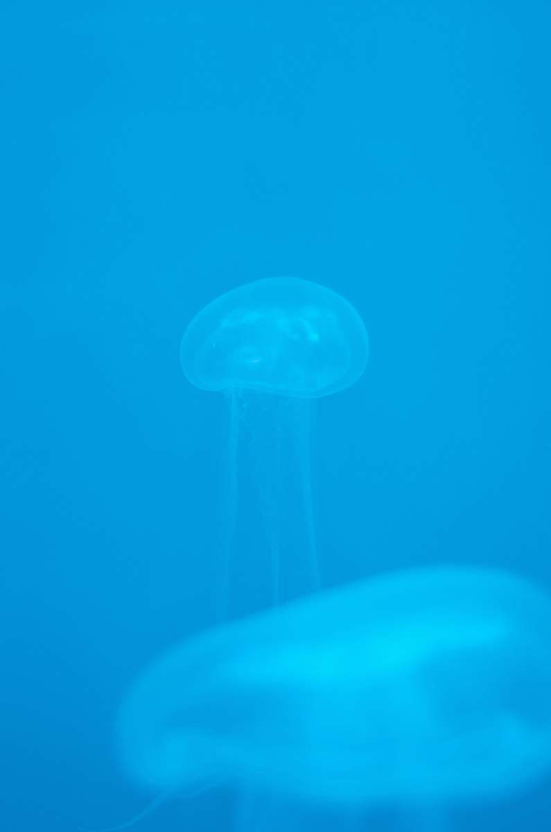 jellyfish clear jelly fish invertebrate