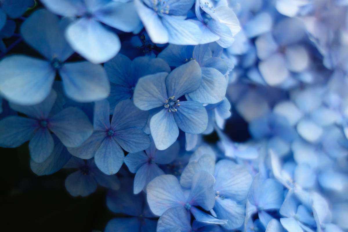flower close up photo of blue petaled flower tokyo