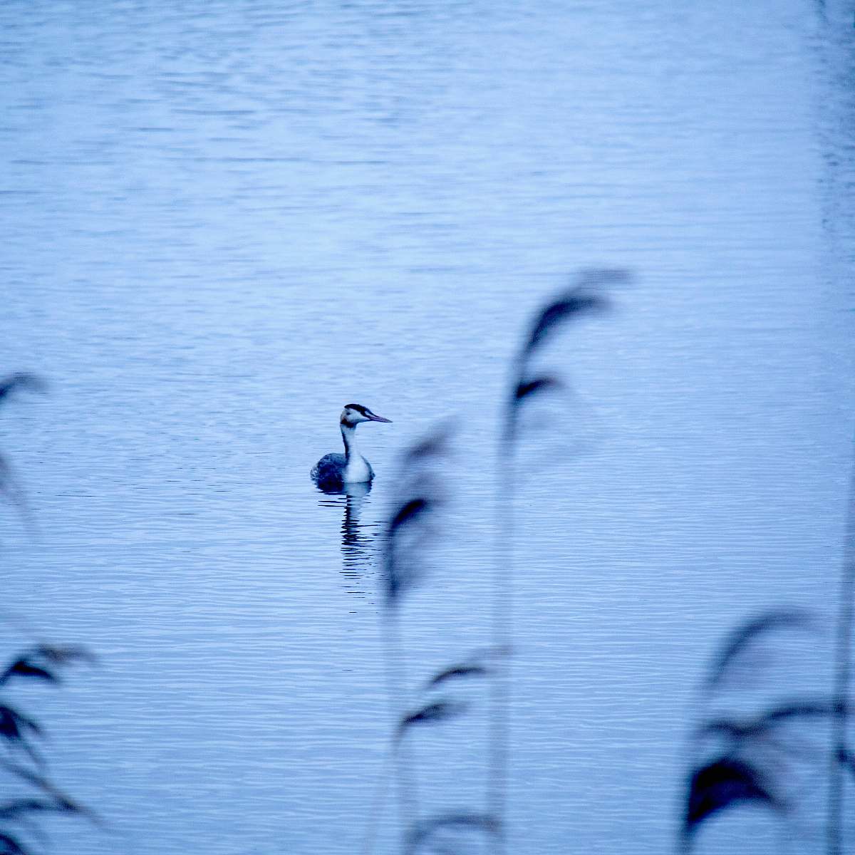 water duck on the body of water bird