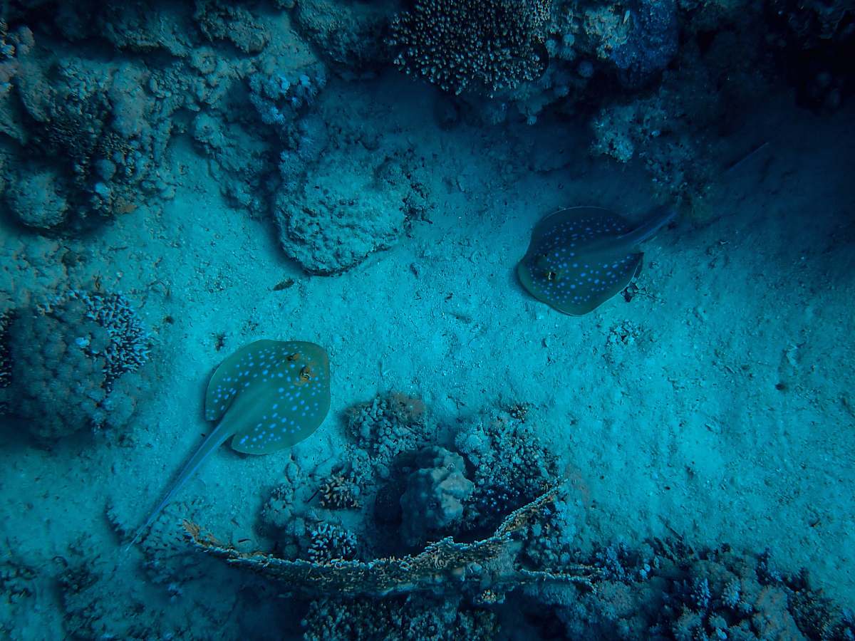 animal fish underwater fish