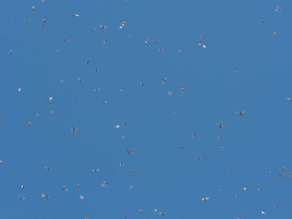 paper flight of birds confetti