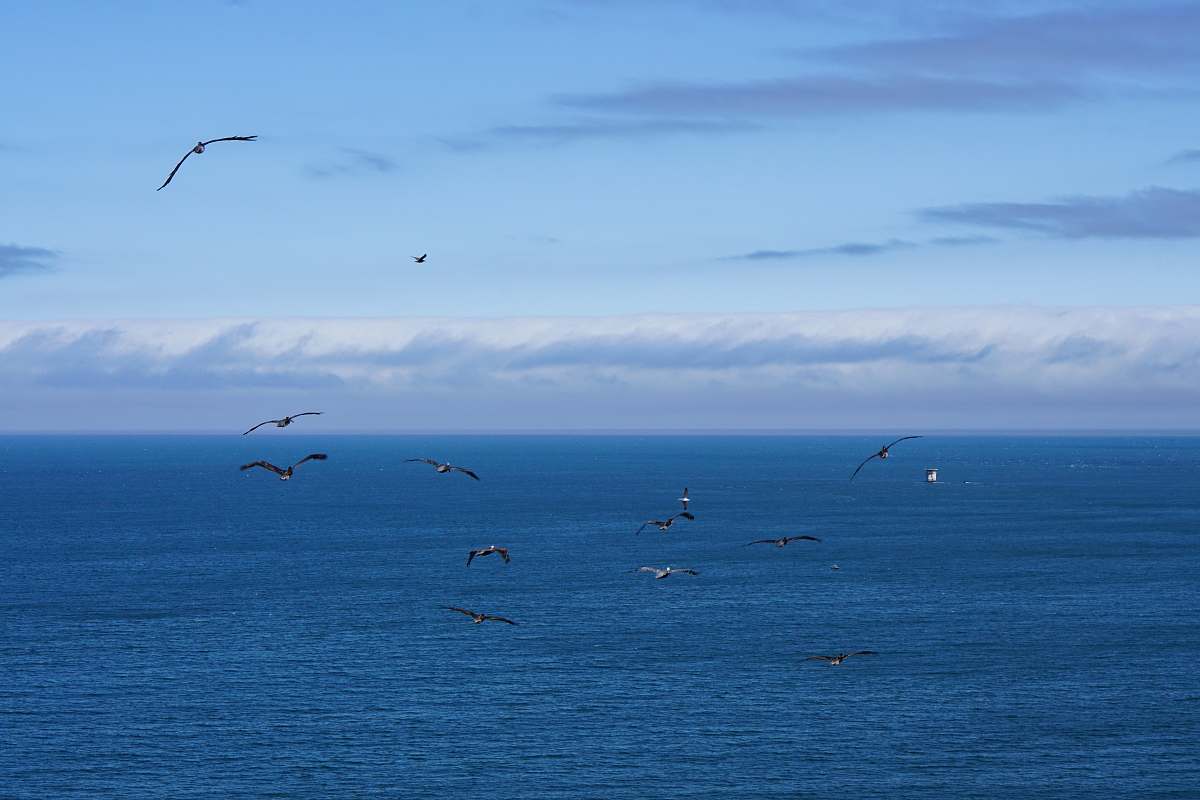 adventure flight of black birds above body of water leisure activities