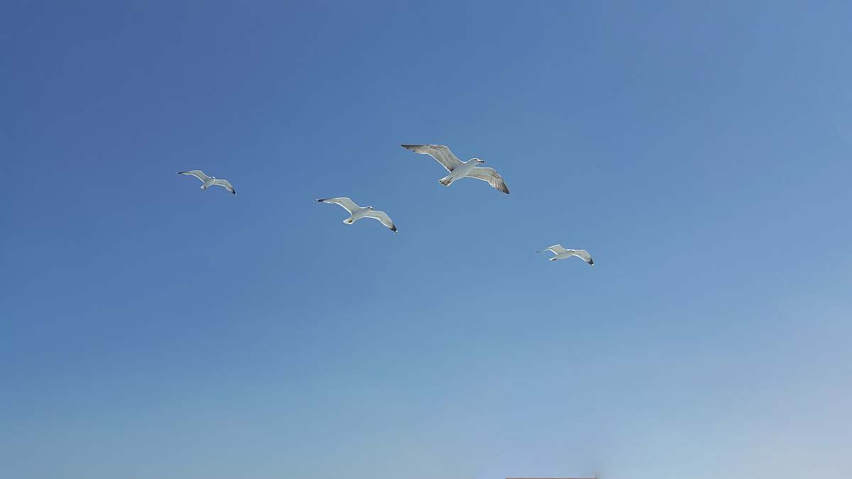 bird flock of bird flying on sky seagull