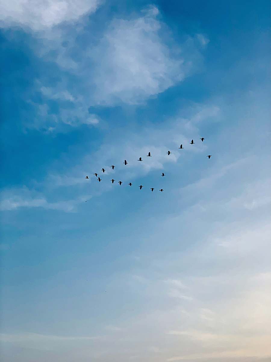 animal flock of flying black birds flock