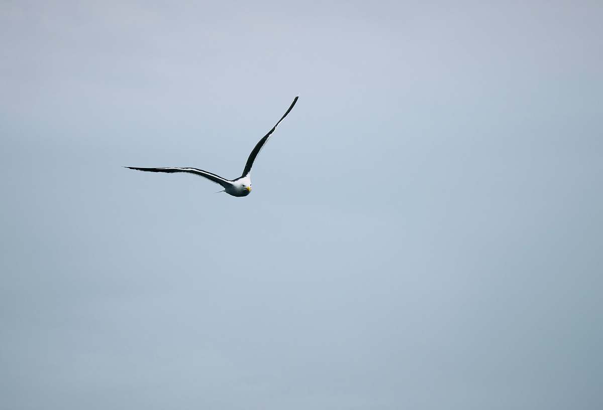animal flying gull during daytime bird