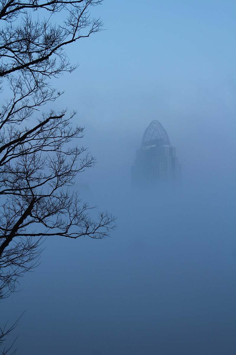nature foggy bare trees weather
