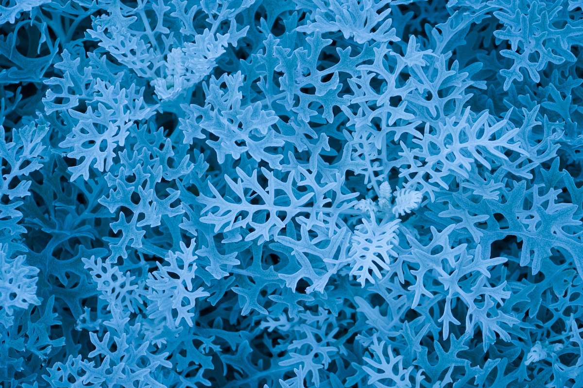 pattern frosted grass close-up photography texture