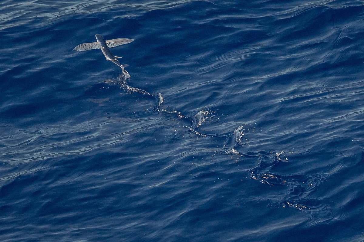 water gray fish in body of water ocean