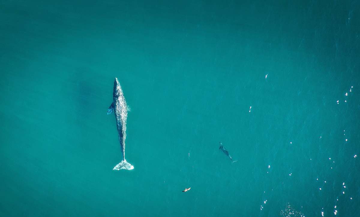 animal gray fish on calm water sea life