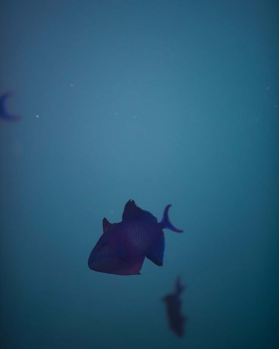 fish gray fish under water animal
