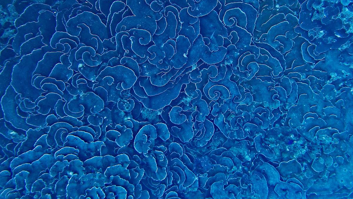 pattern green floral wallpaper texture