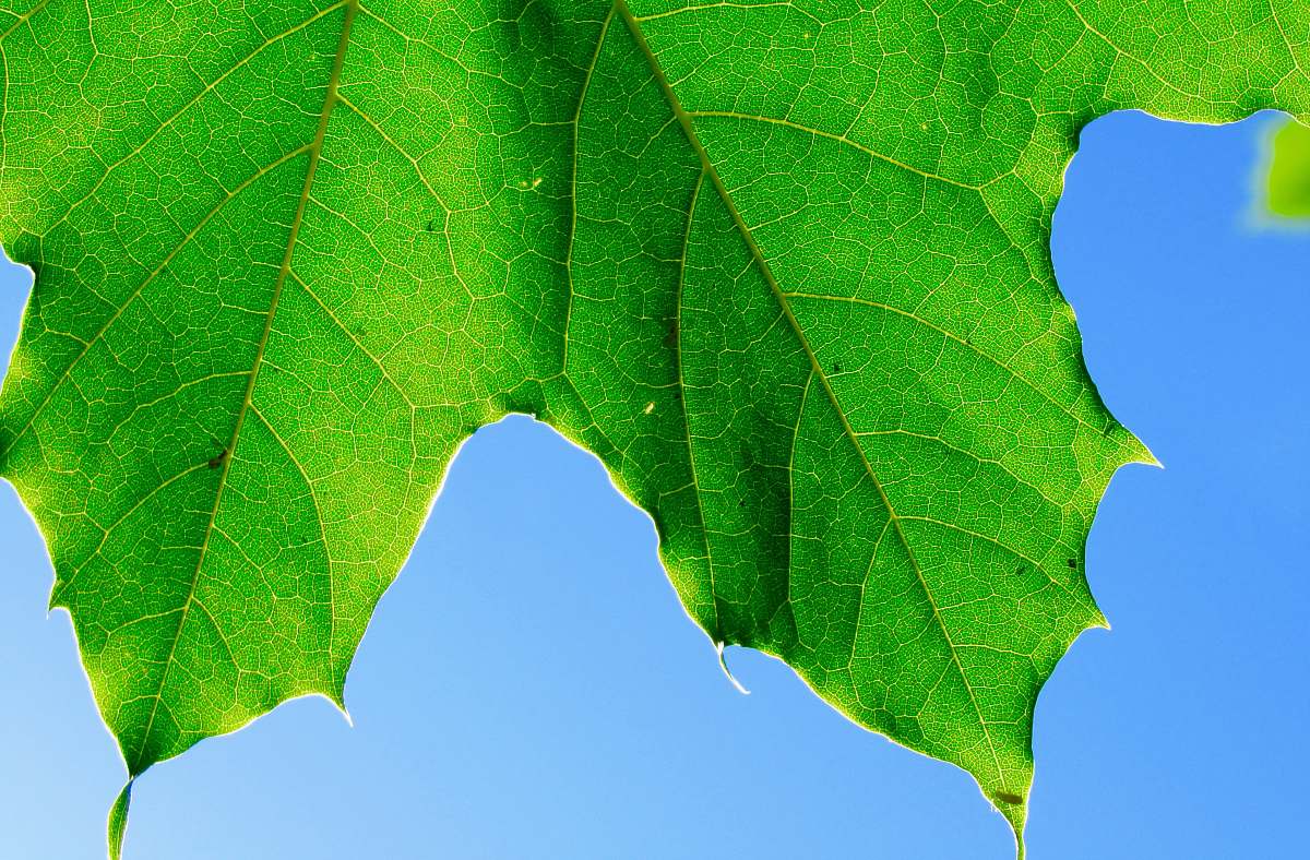 tree green leaf photography green