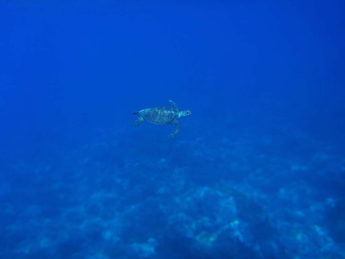 ocean green sea turtle swimming underwater turtle