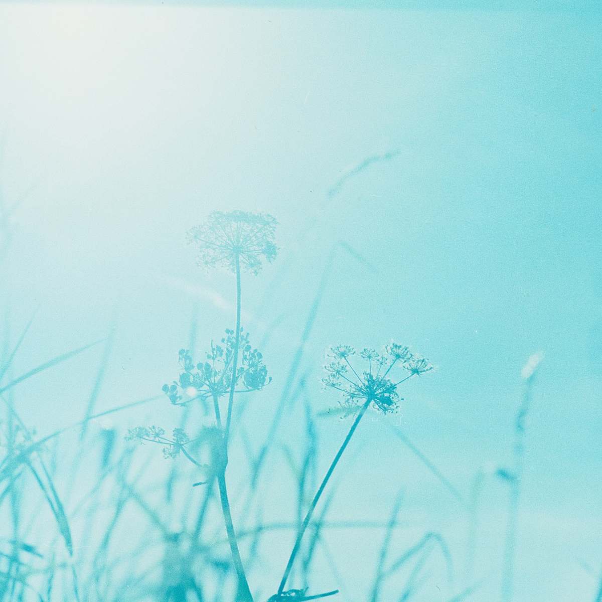 plant green tinged picture of dandelions at sunlight flower