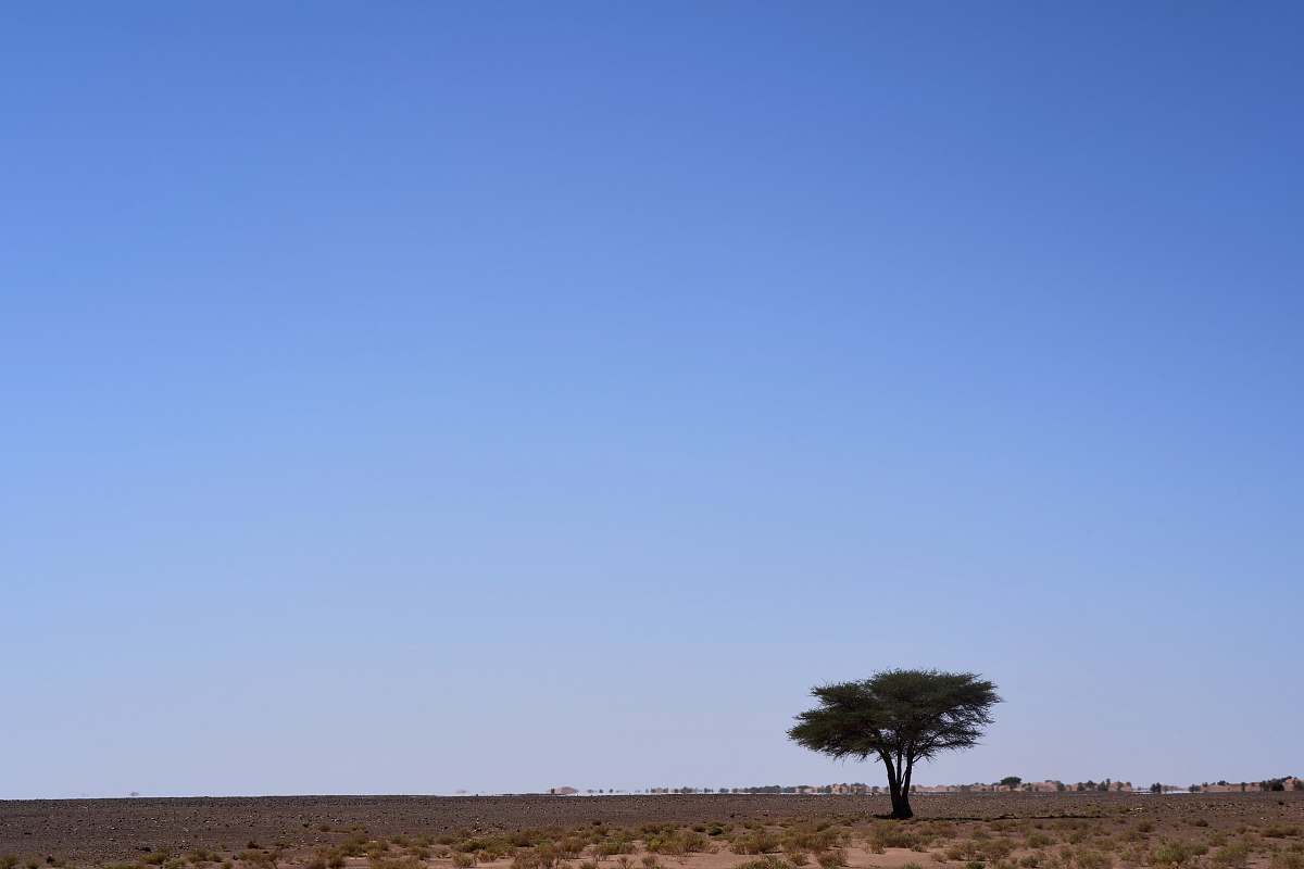 nature green tree in desert outdoors