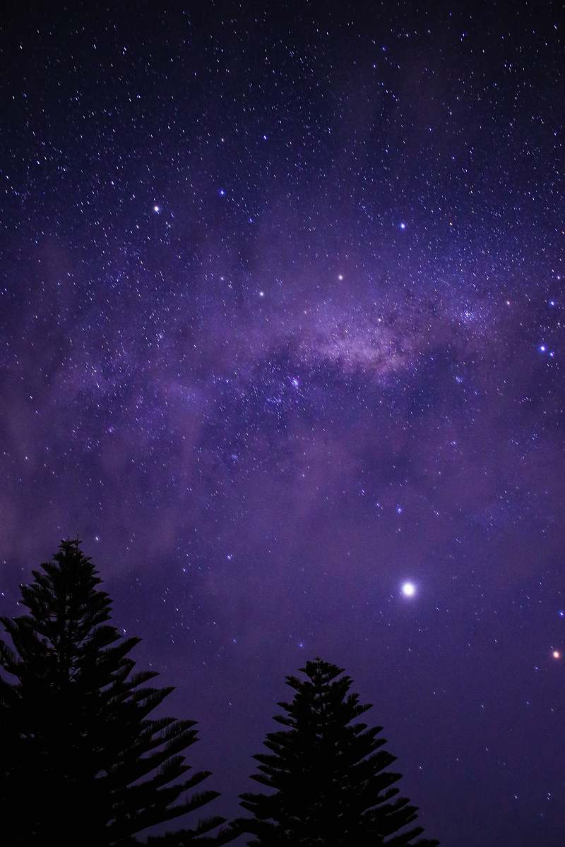 nature green trees showing stars during night time outdoors