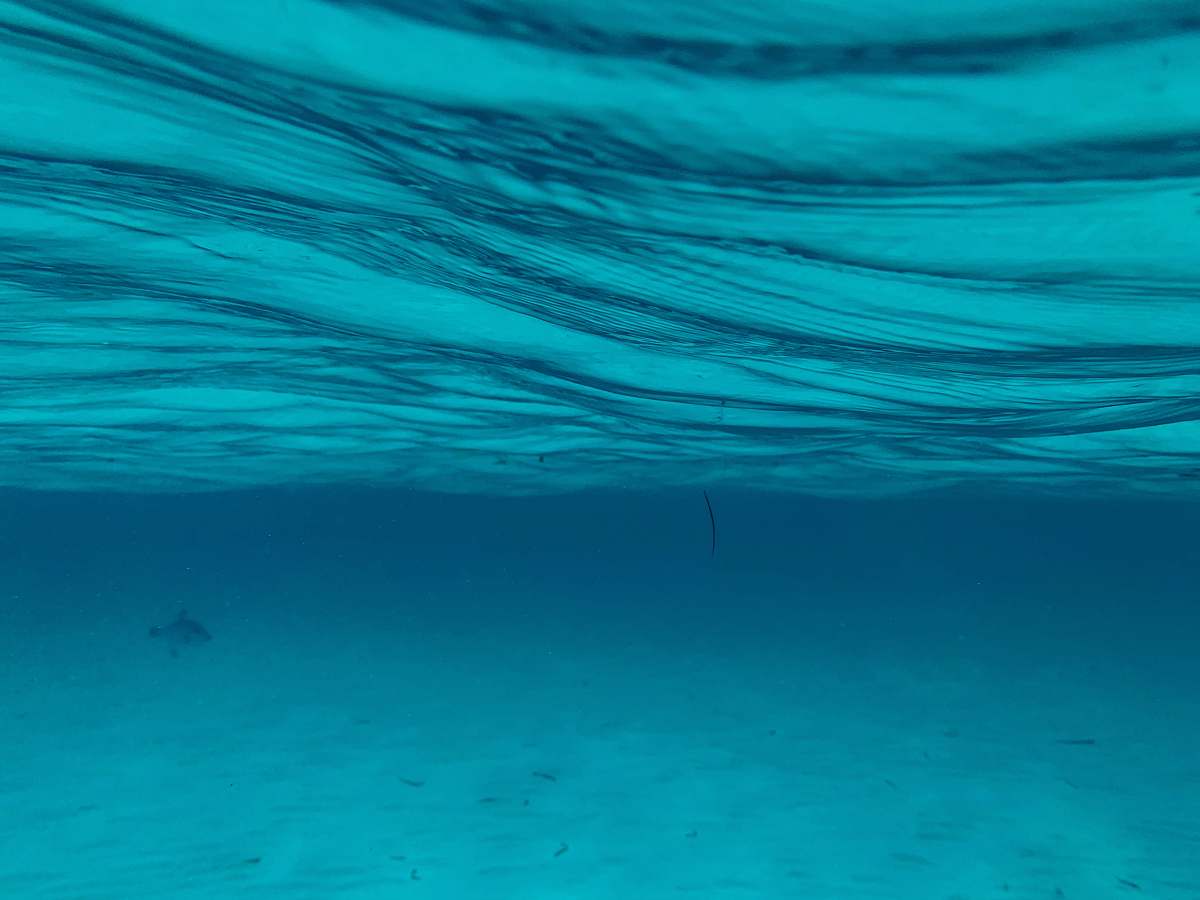 nature green underwater photo water
