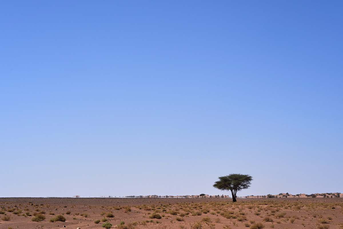 nature grey tree under blue sky outdoors