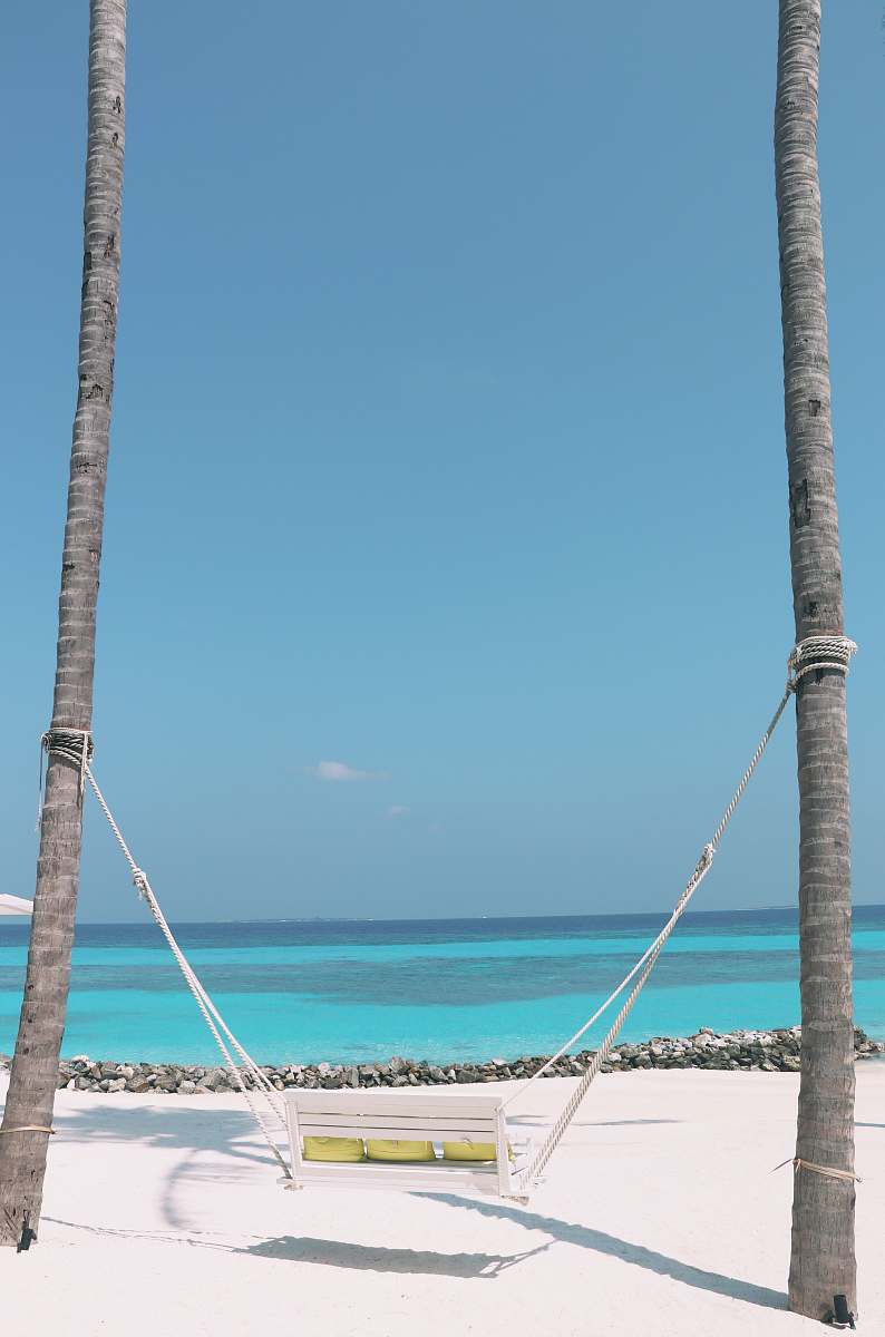 plant hammock between coconut trees on the beach tree