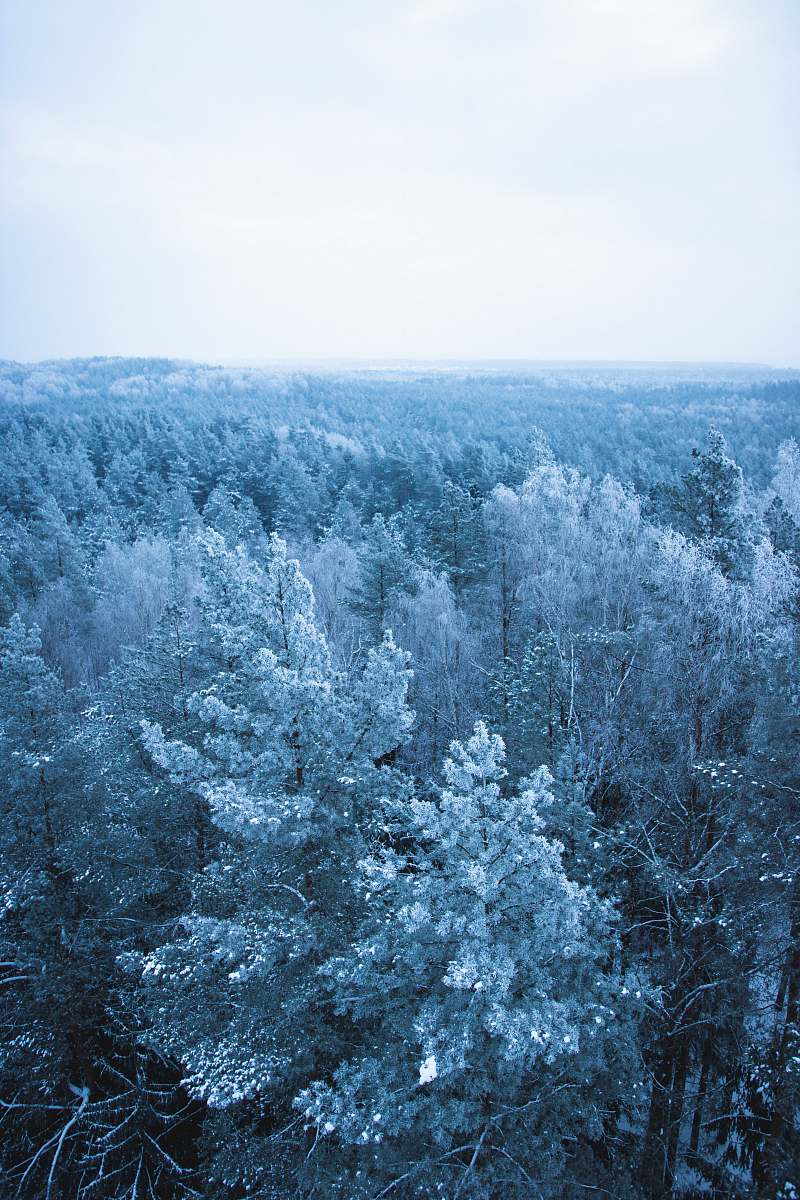 ice icy trees plant