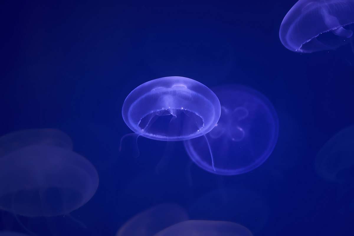 animal jelly fishes sea life