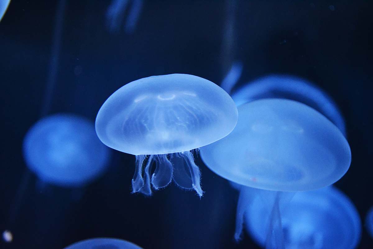 jellyfish jellyfish closeup photography animal