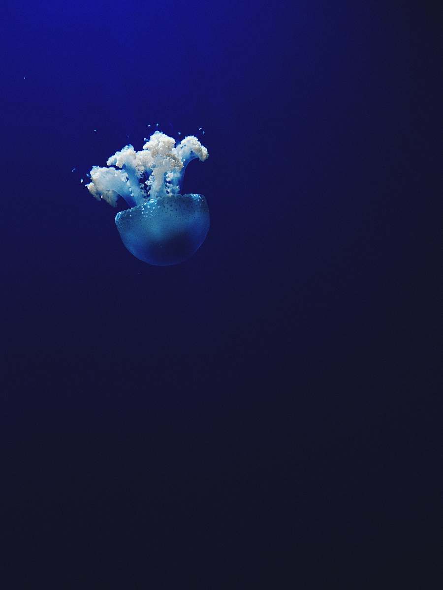 jellyfish jellyfish under water photo animal