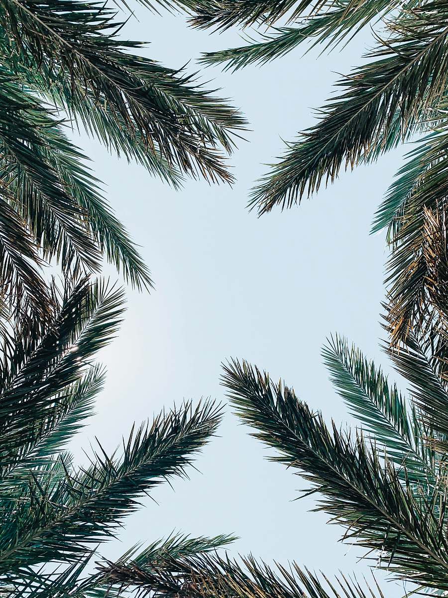 tree low-angle photo of palm leaves plant