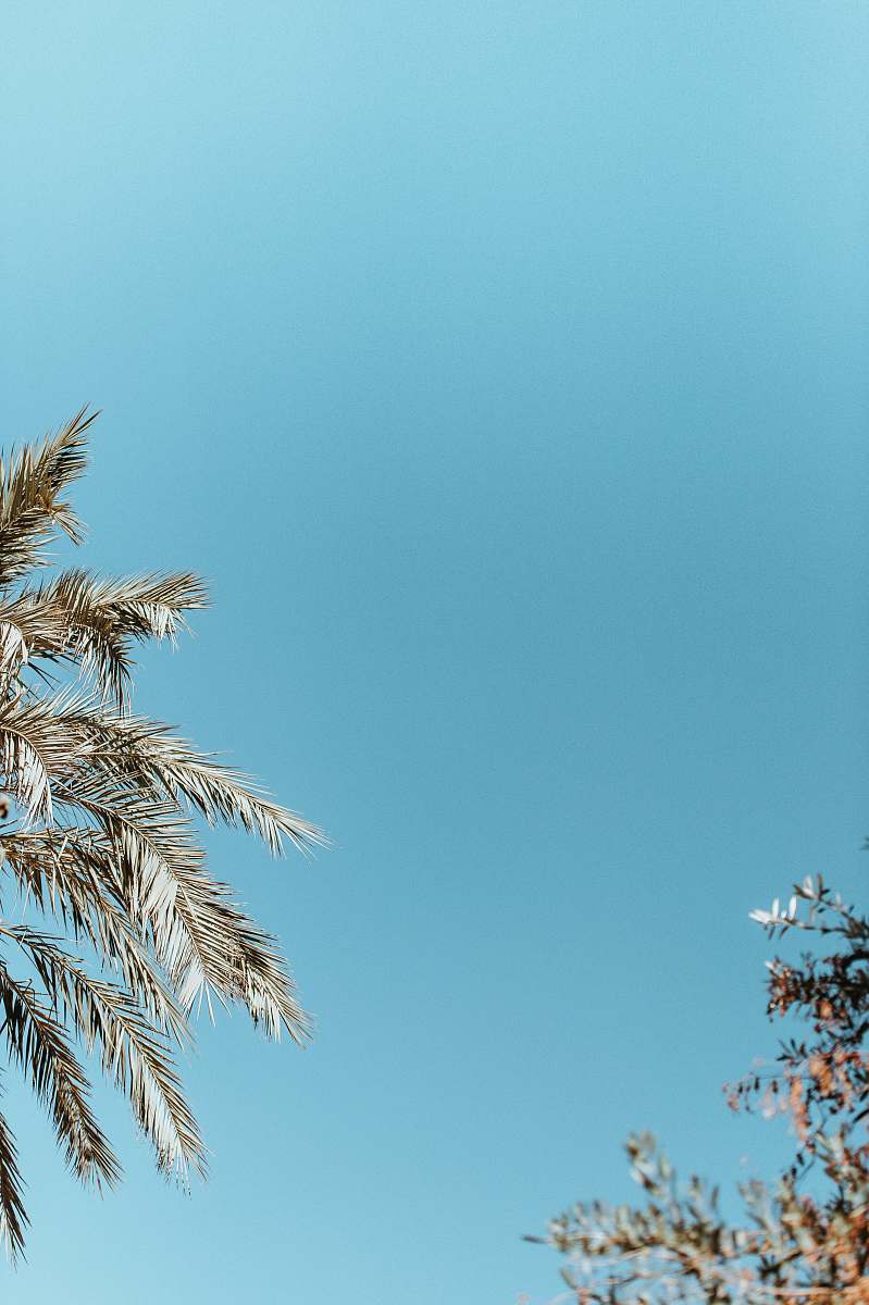 teal low angle-view of green leafed trees conifer