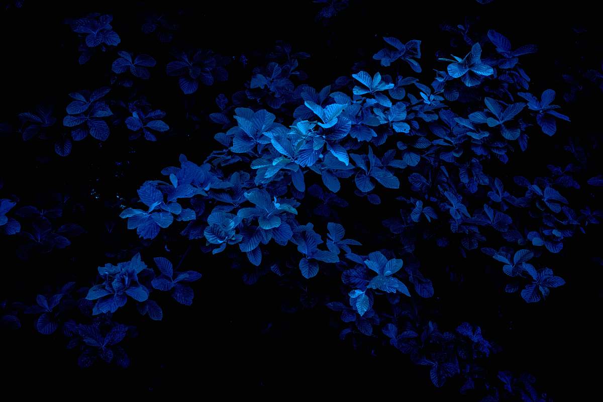 Explore the intricate beauty of blue Acanthaceae flowers captured in stunning macro photography. The vibrant hues of blue contrast beautifully against a rich black background, making this image perfect for nature enthusiasts, floral designers, and digital artists. Ideal for use in websites, blogs, or marketing materials that celebrate nature's beauty and biodiversity.