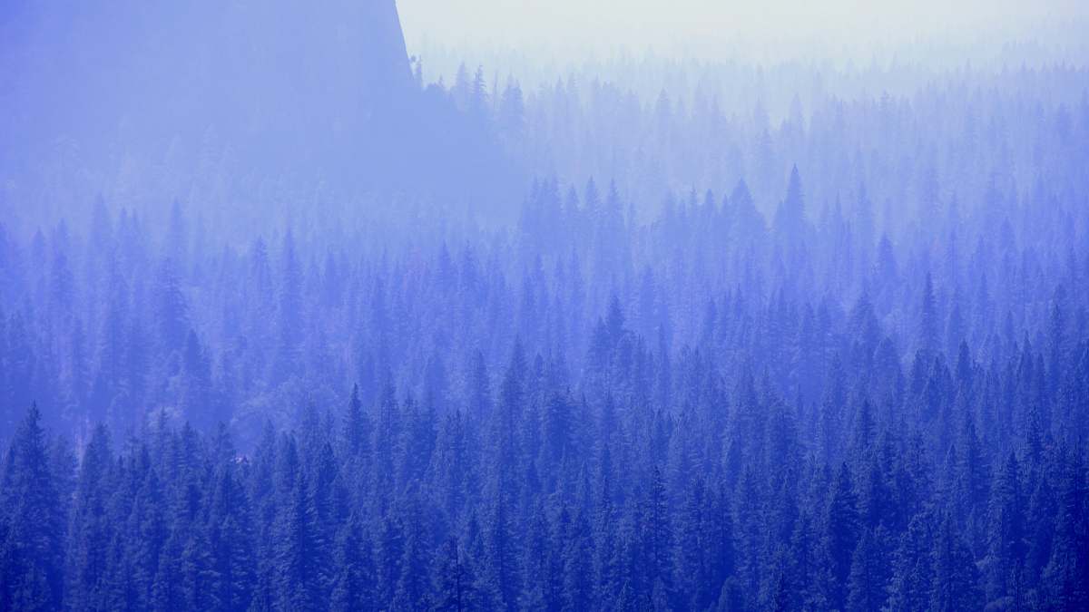nature mountain with trees covered with fogs weather