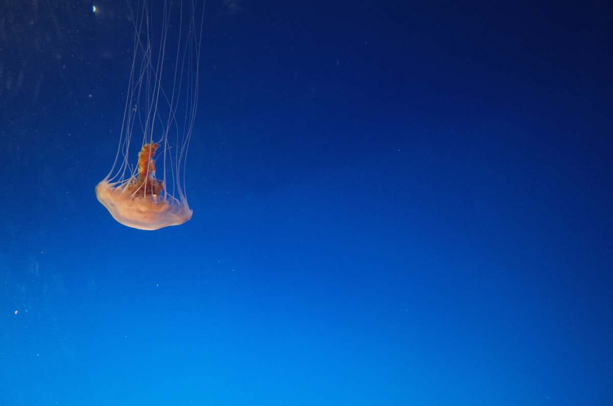 jellyfish orange jellyfish animal