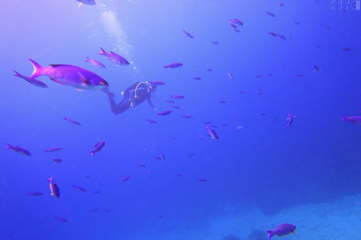 jamaica person diving body of water with fish water