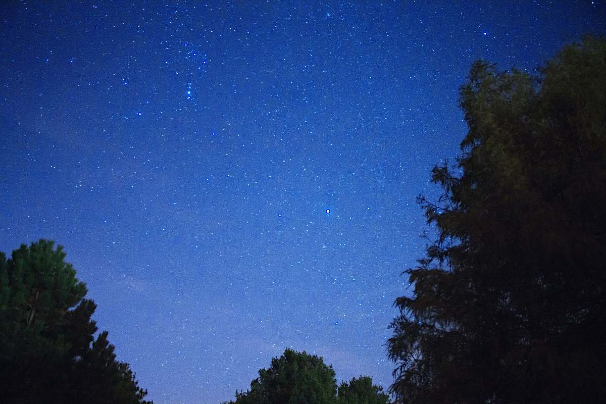 night photo of forest under blue sky astronomy