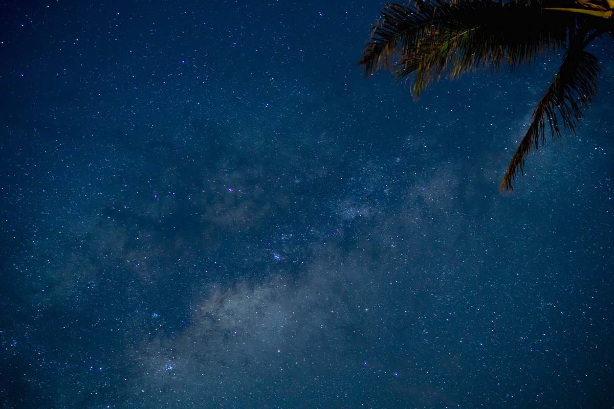 tree photo of sky full of stars stars