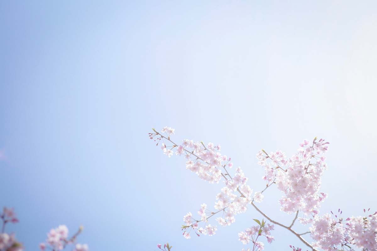 blossom pink flowers flower