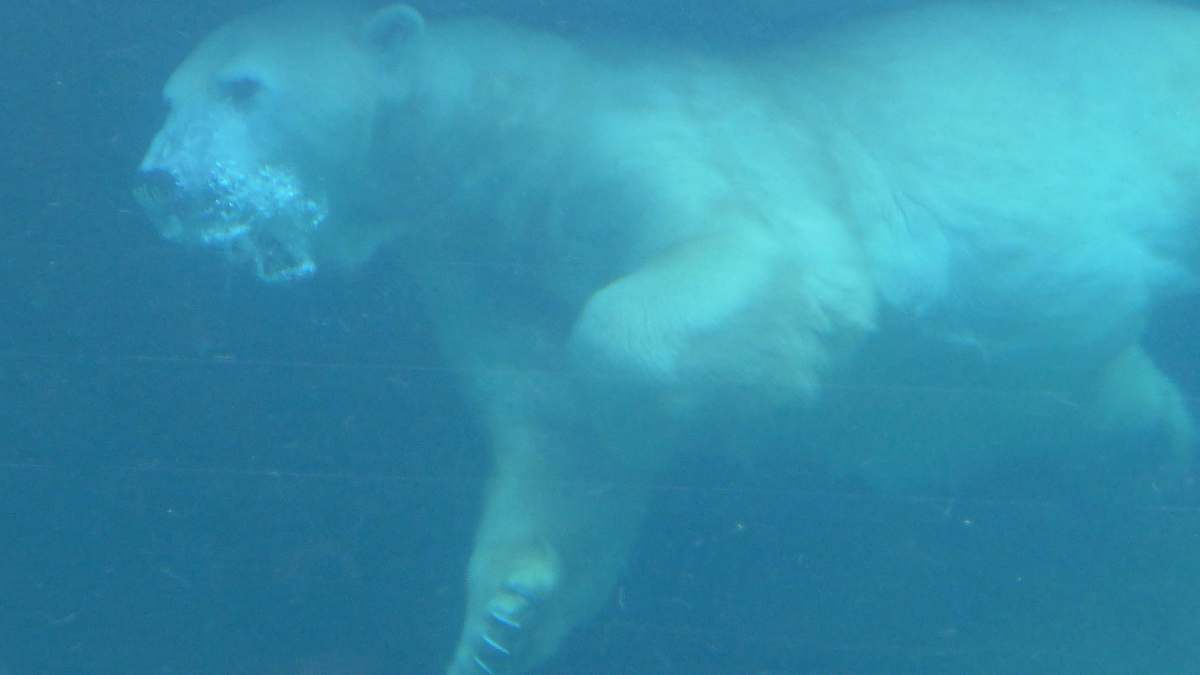 animal polar bear underwater mammal
