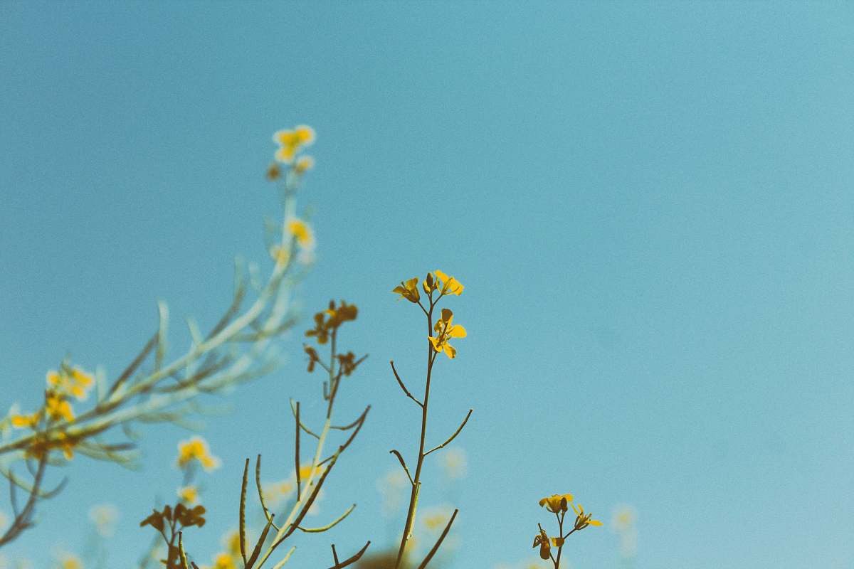 flower portrait photography of yellow petaled flower plant