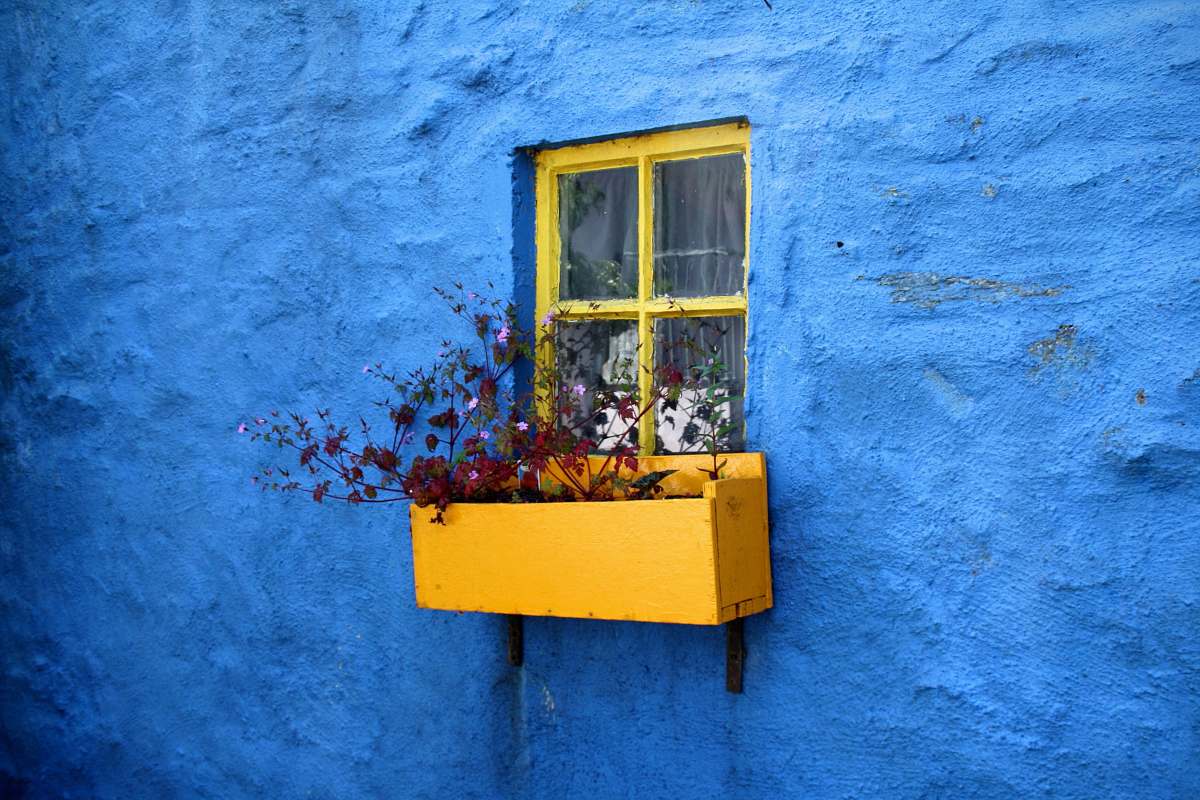 flower pot on window with flowers blue wall