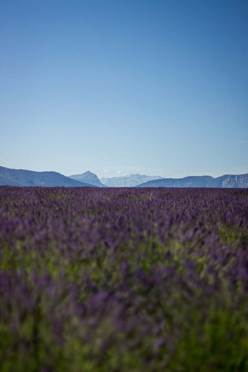 nature purple lavender field overlooking mountains during daytime france