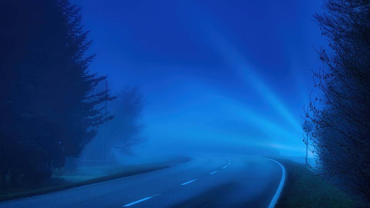 outdoors road between trees nature