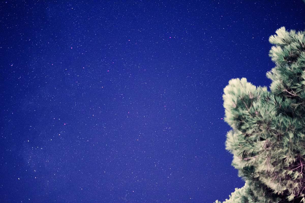 tree scenery of stars la rochelle