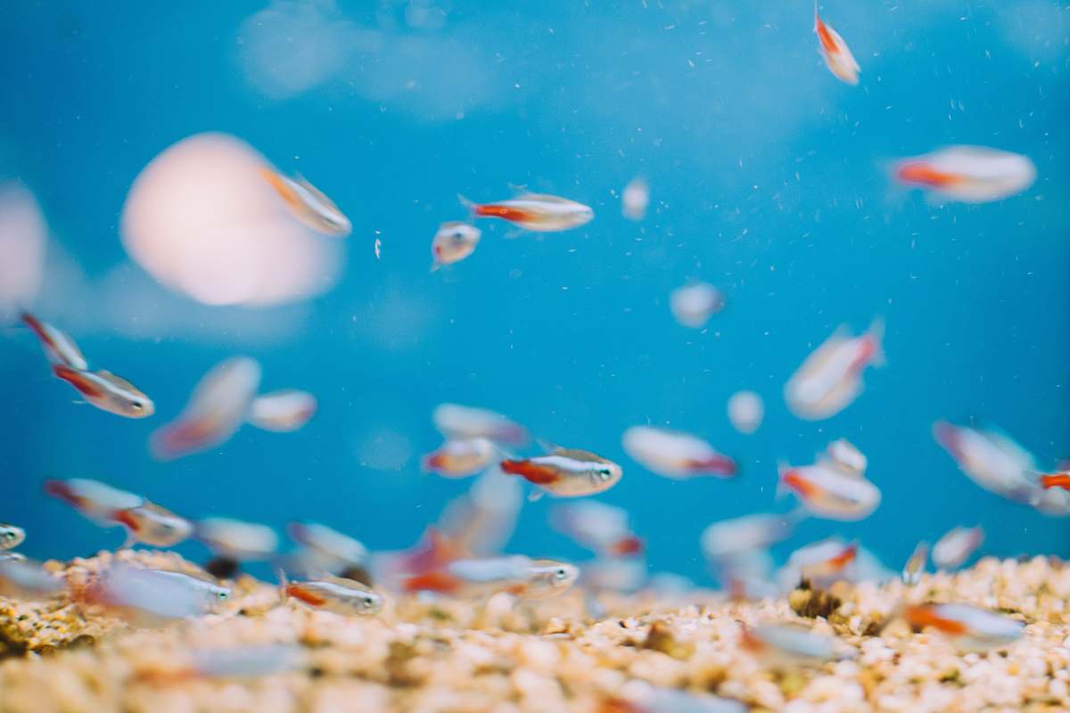 fish school of fish animal
