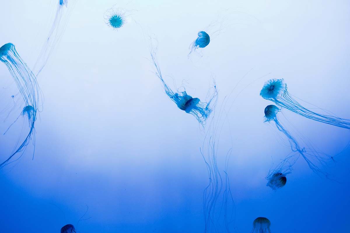 jellyfish school of jellyfish swimming in body of water animal